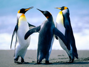 Three Penquins
